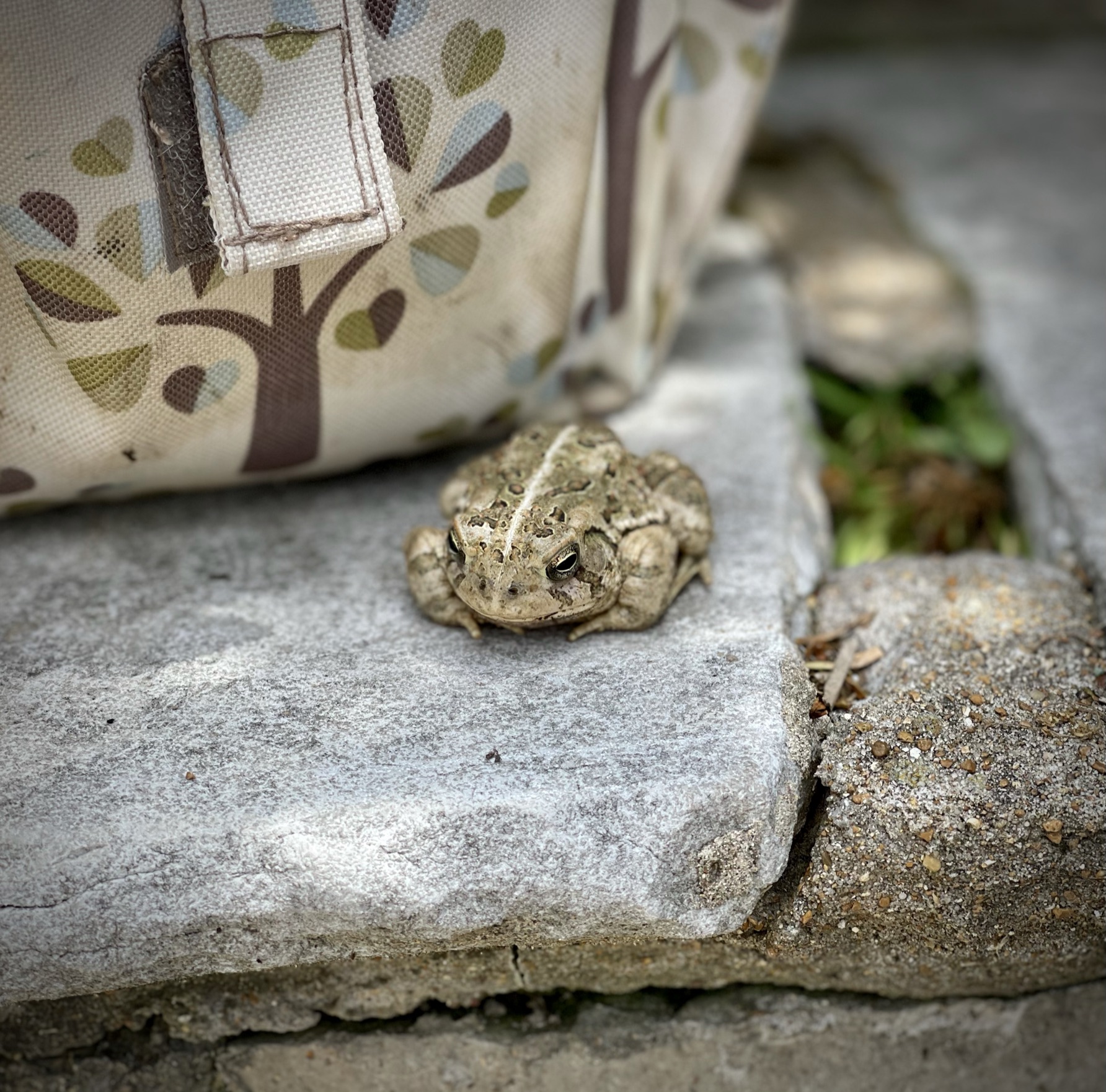 Small toad on a stone step — motionless, watching everything