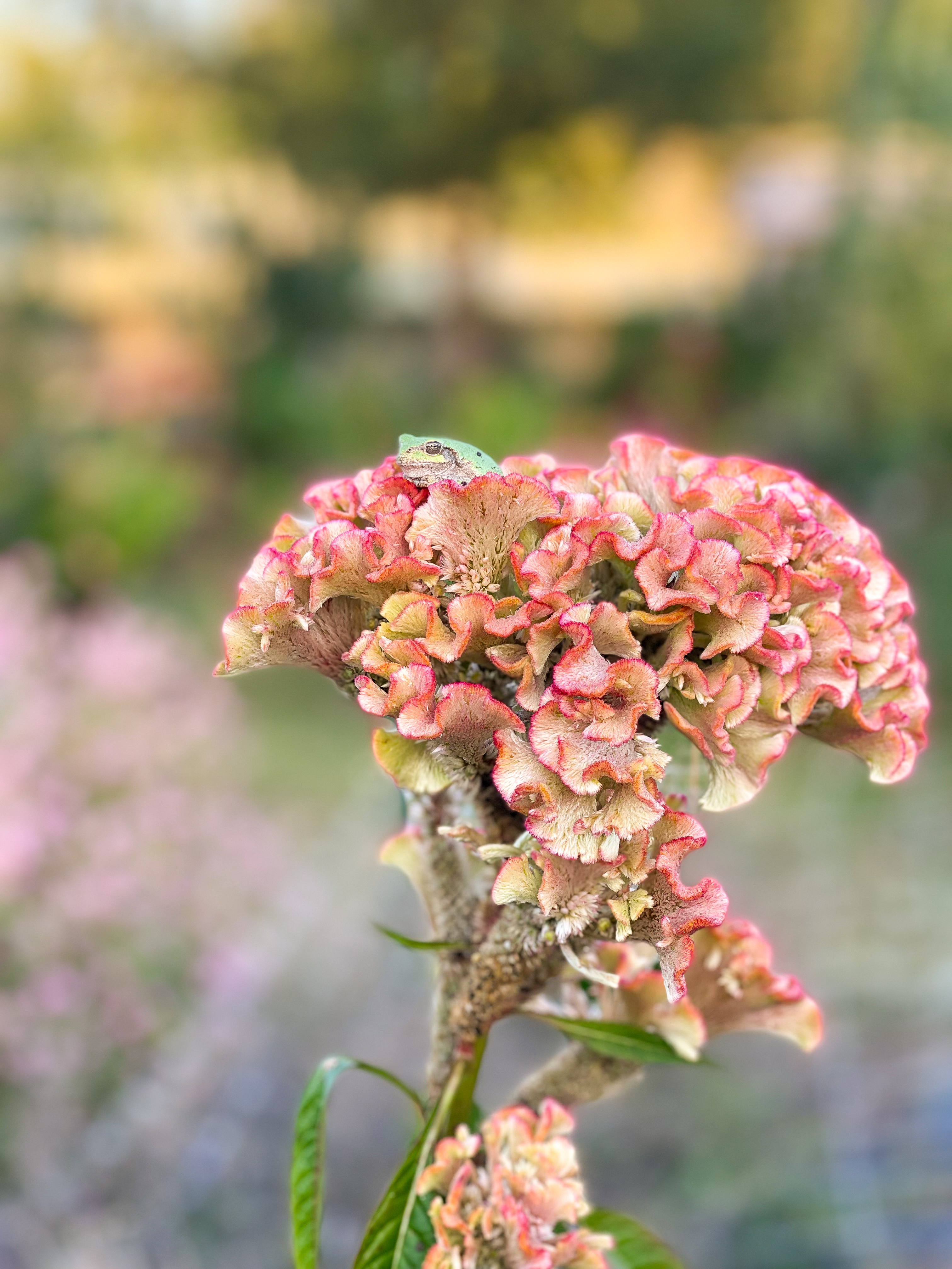 Grey tree frog perched at the summit of a coral celosia crown — elevated, still, watching the garden below