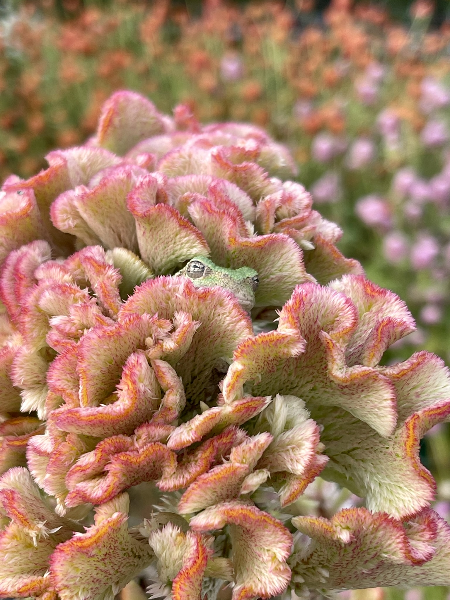 Grey tree frog nested deep in a pink and cream celosia bloom — just the eyes visible among the ruffled crown