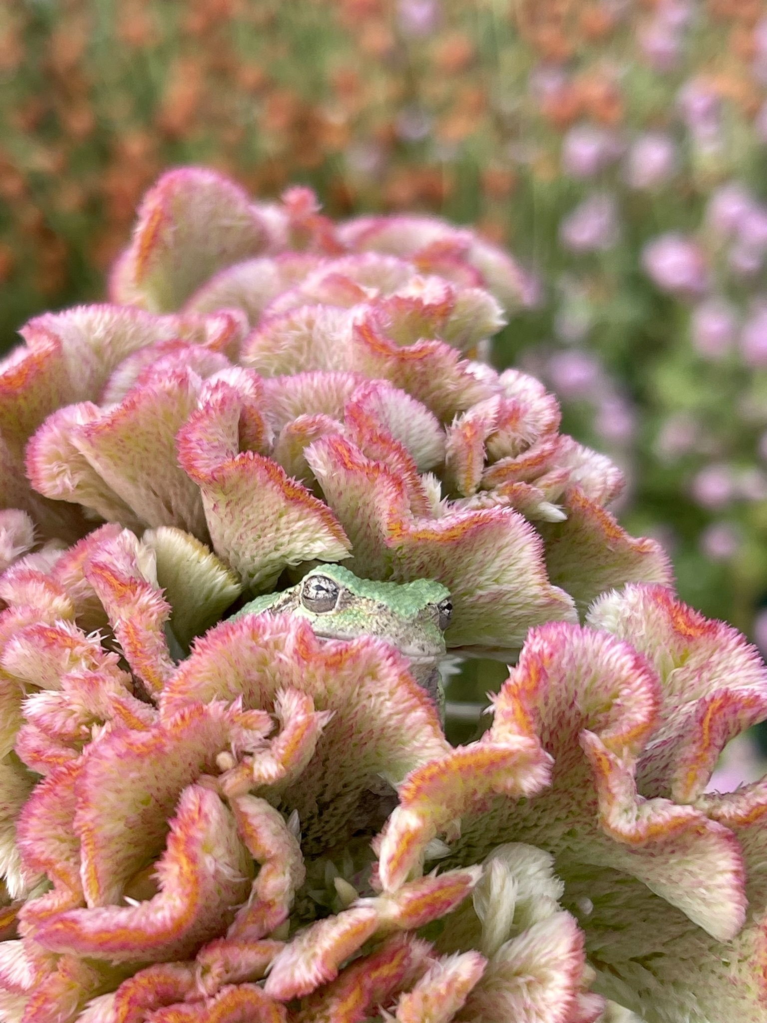 Grey tree frog settled into the folds of a pink celosia crown — face visible, garden blurred behind