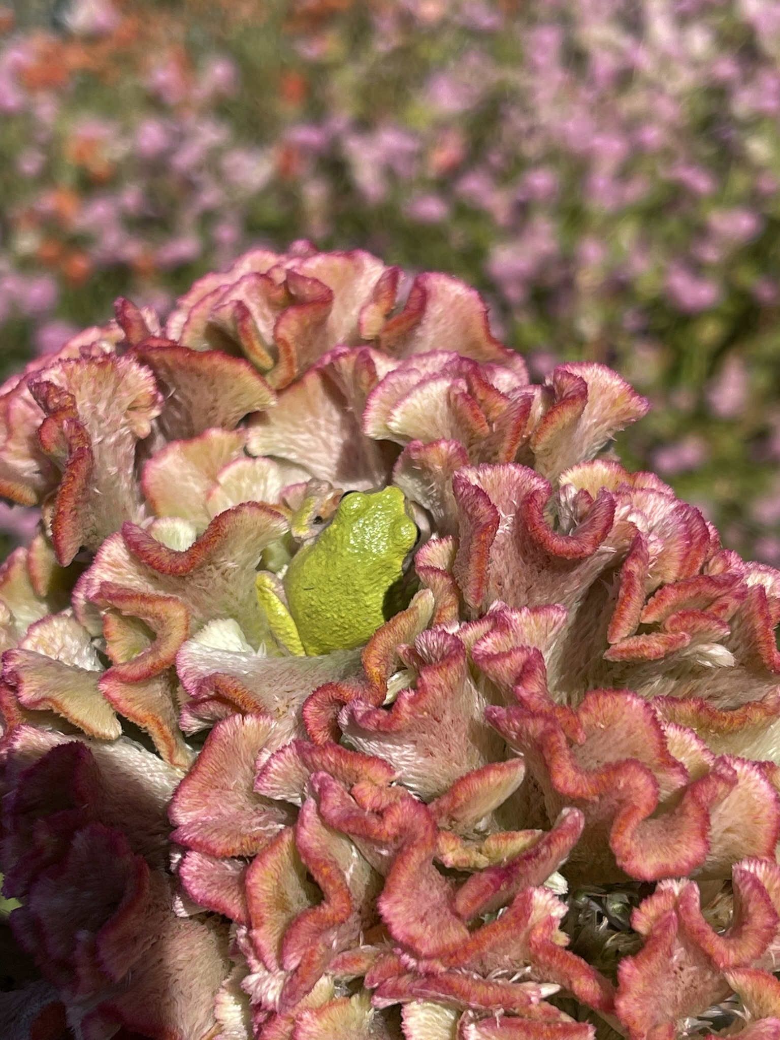 Vivid green tree frog body visible in the folds of a dark pink celosia — bright green against deep rose ruffles