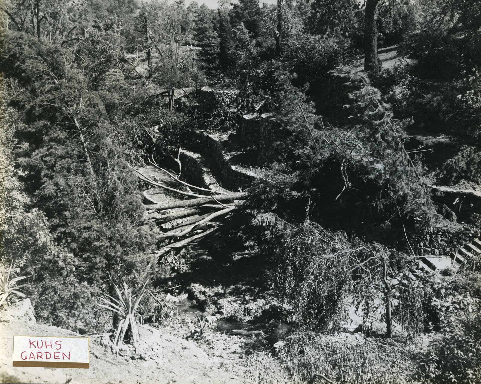 The rock garden after the 1949 tornado — century-old trees down across the stone terracing, the garden buried under fallen canopy