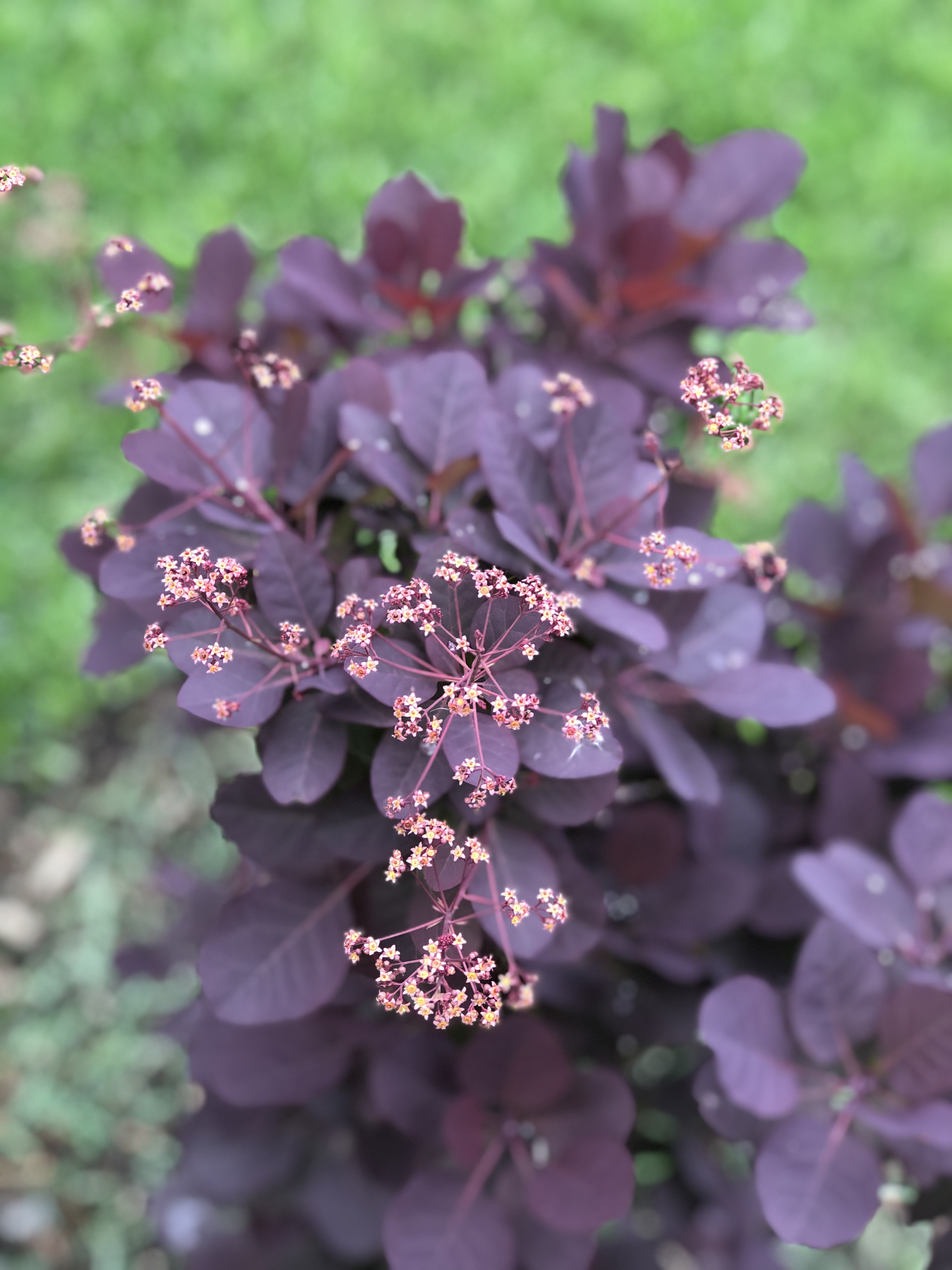 Smokebush — deep burgundy leaves with tiny gold star flowers