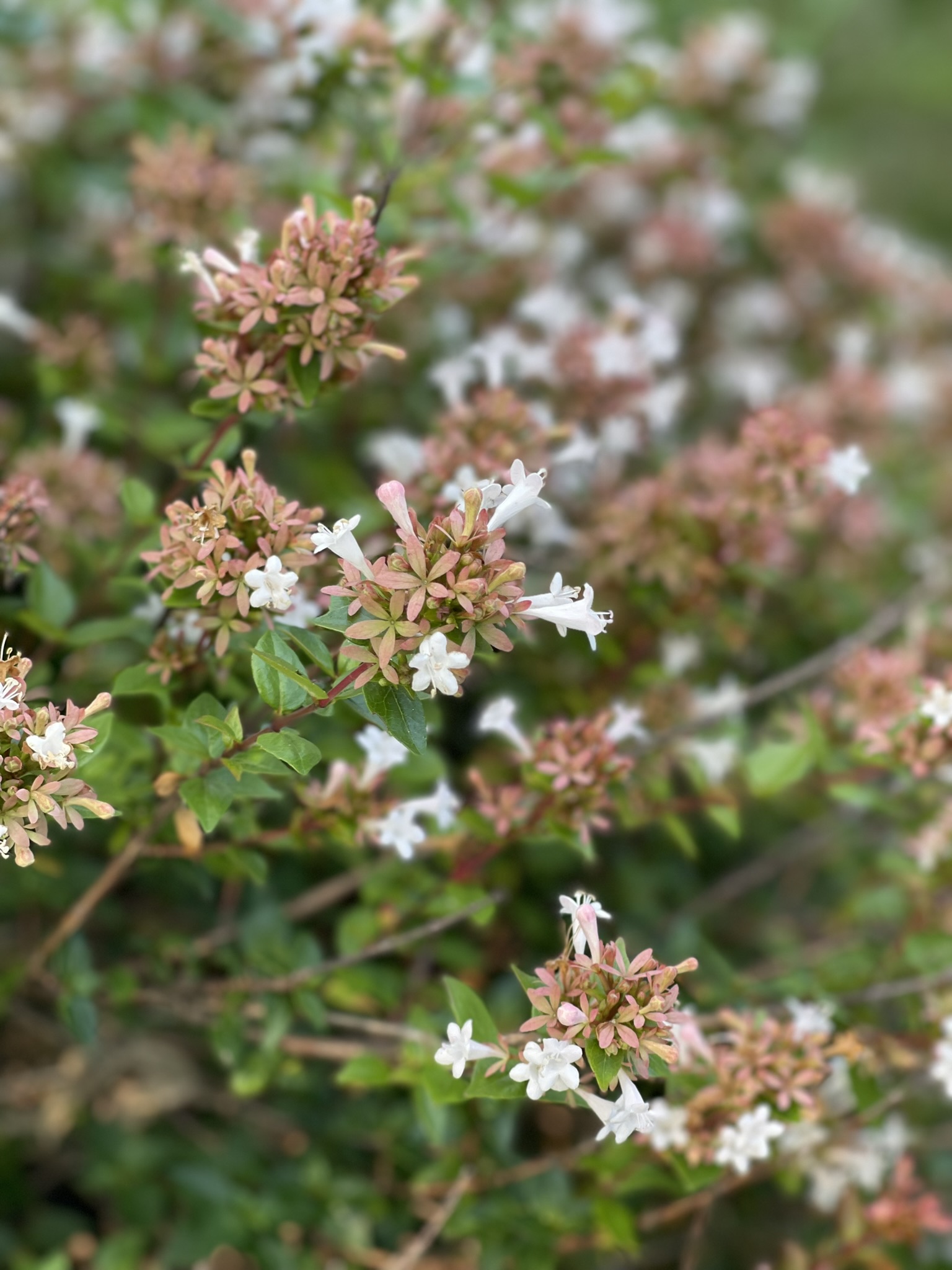 Deutzia in bloom — white trumpet flowers and rosy bronze brachts