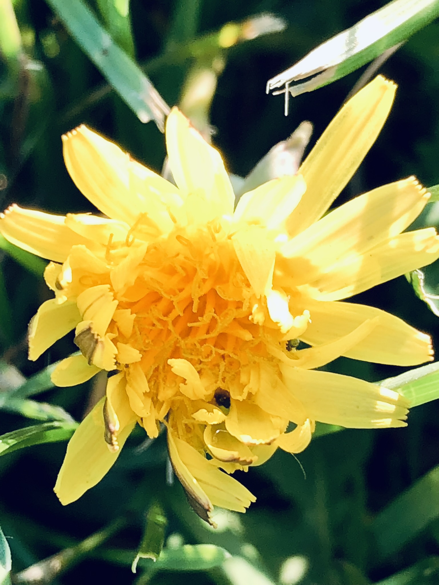 Botanical detail