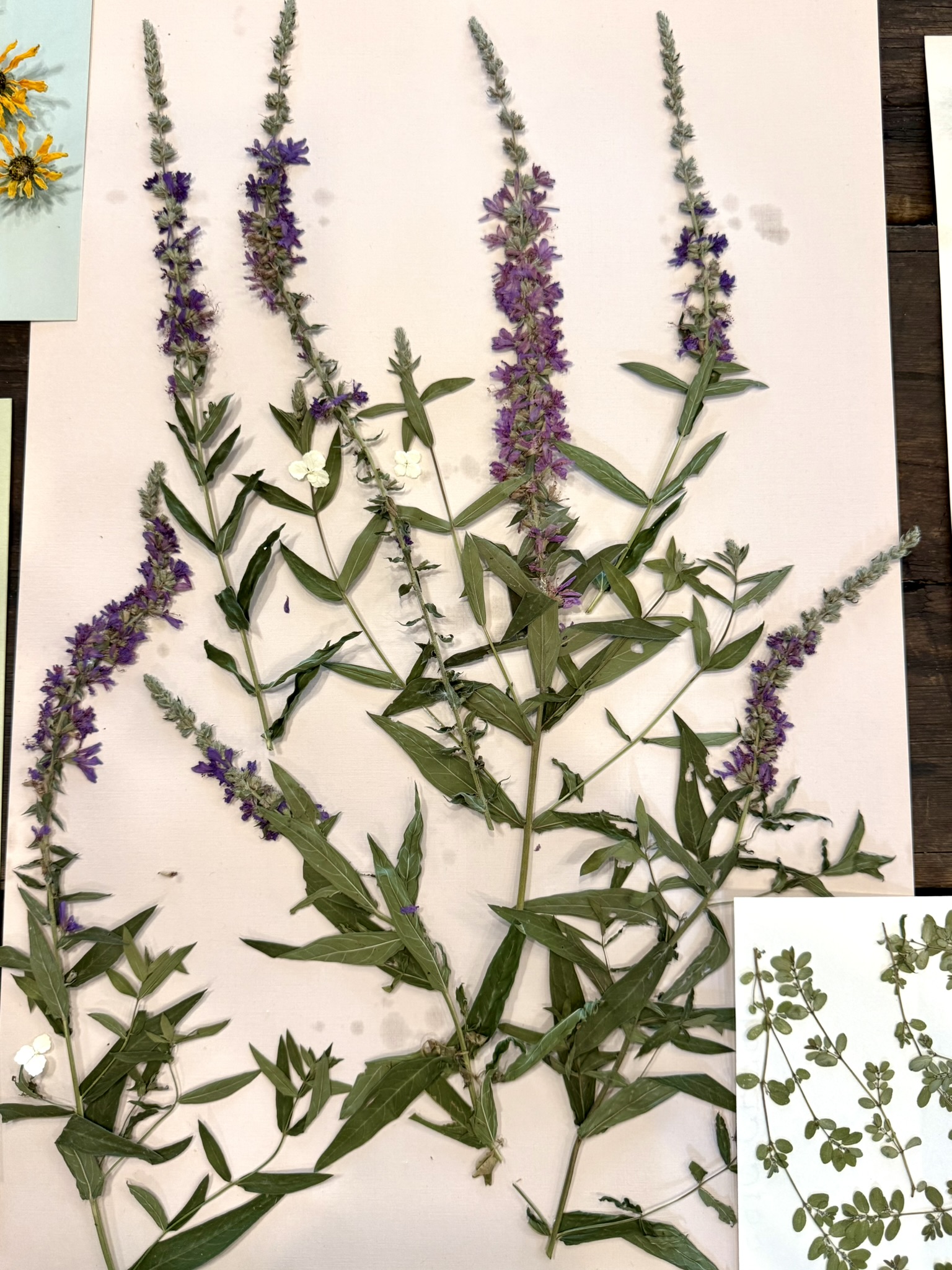 Botanical specimen