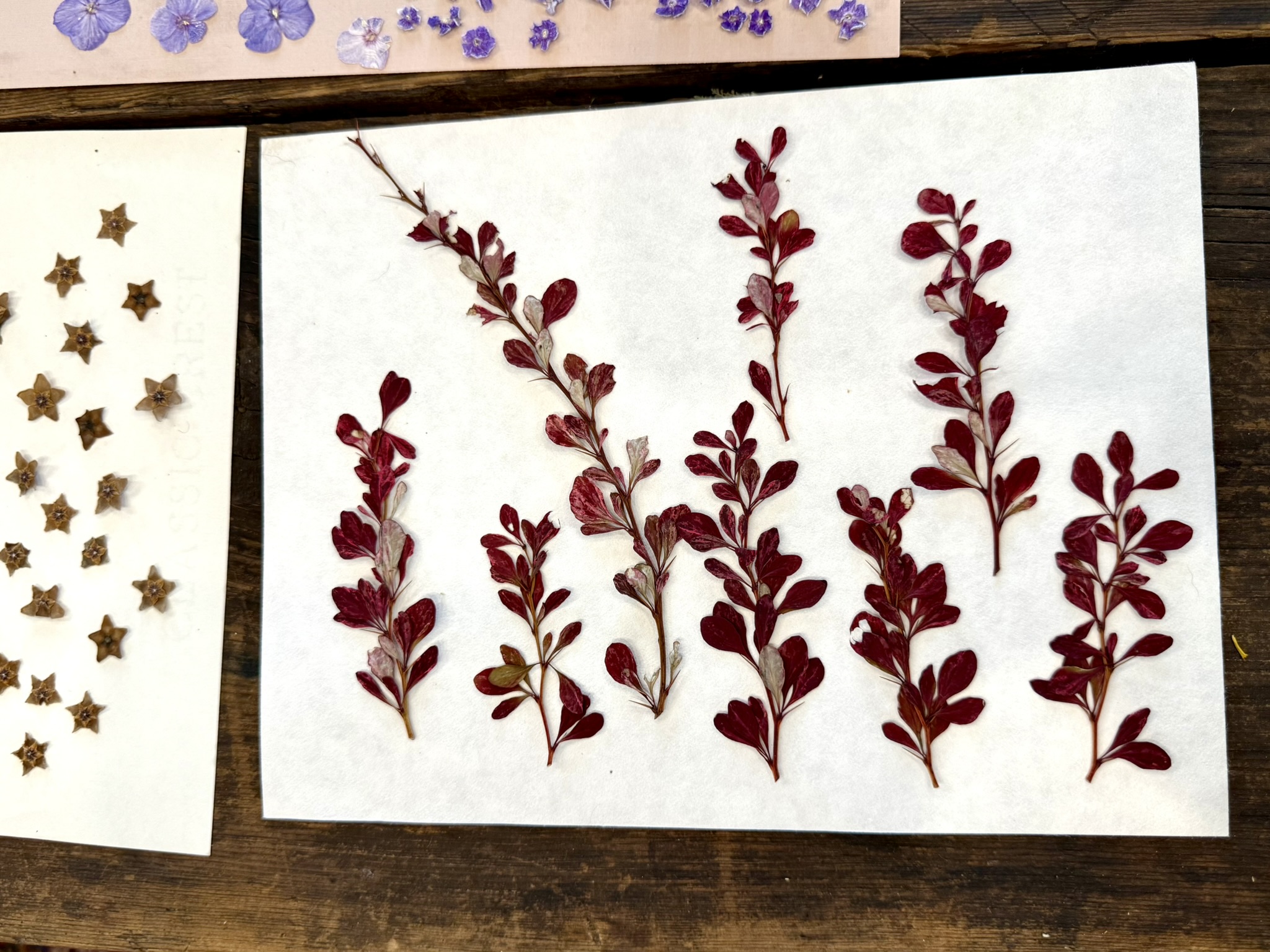 Barberry — pressed specimens