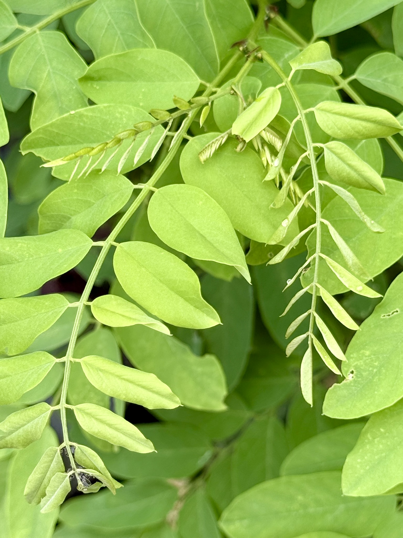 Black locust — delicate compound leaves