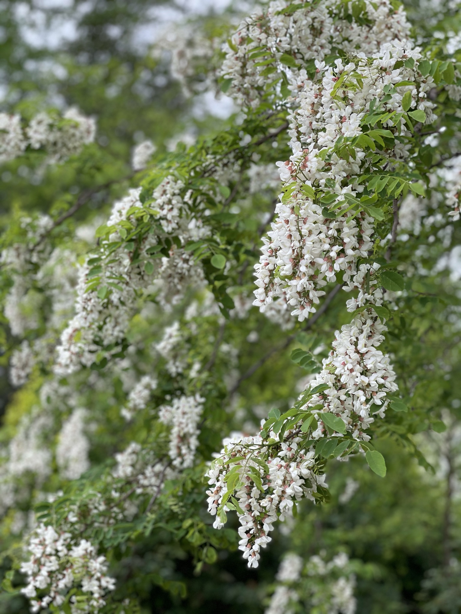 Black locust tree — dappled canopy