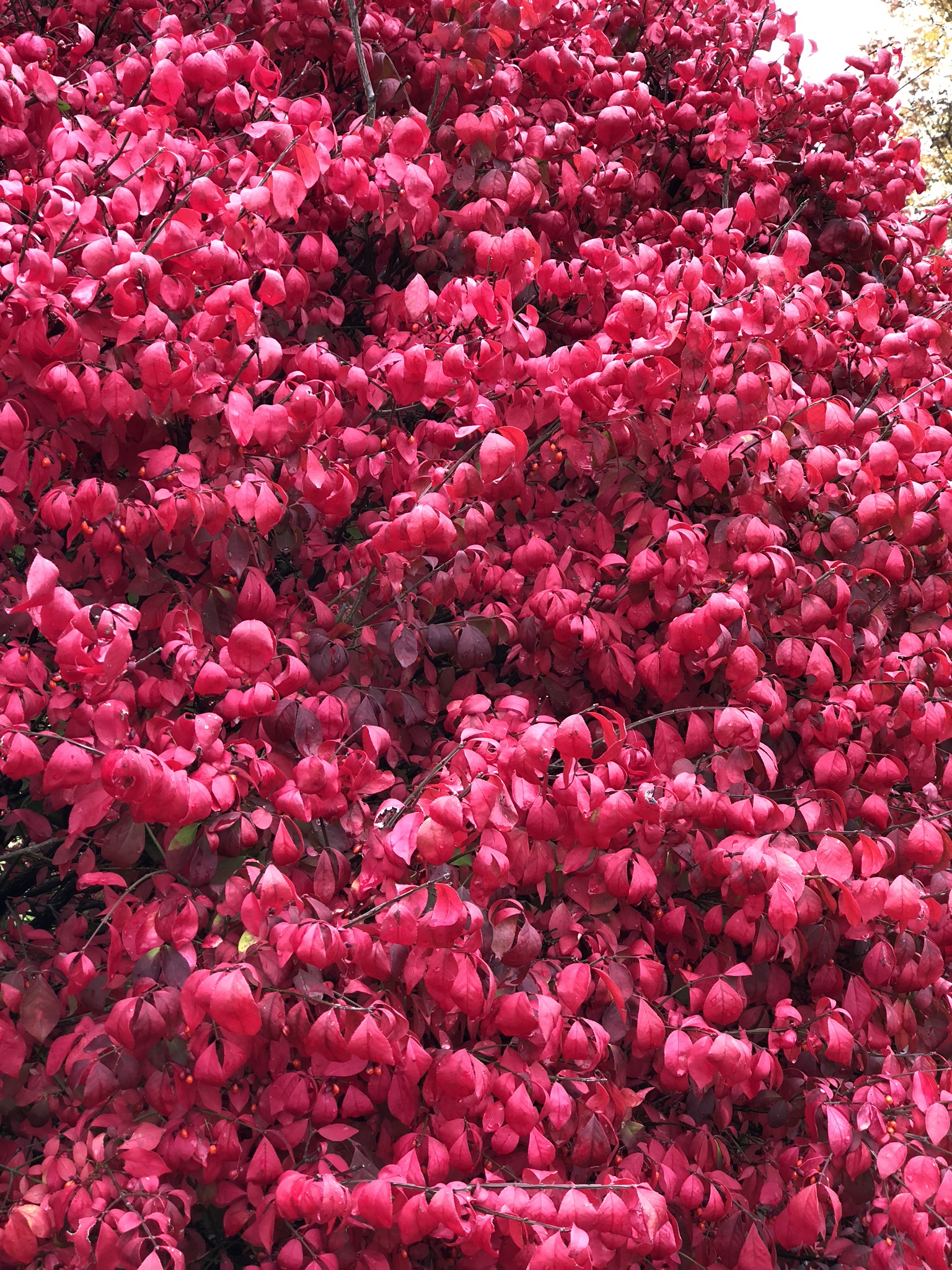 Burning bush — incandescent autumn color