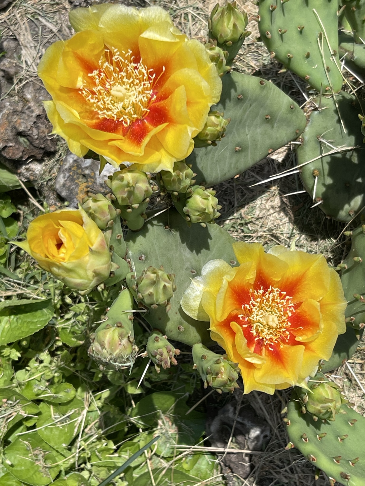Cactus in bloom — one day, then extraordinary when dried