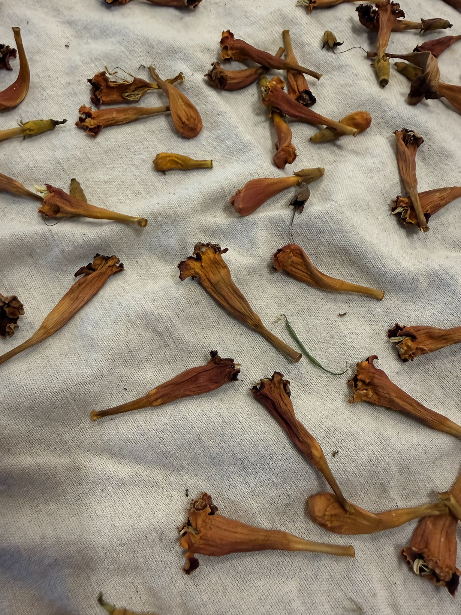 Dried trumpet vine flowers — amber-ochre forms on linen