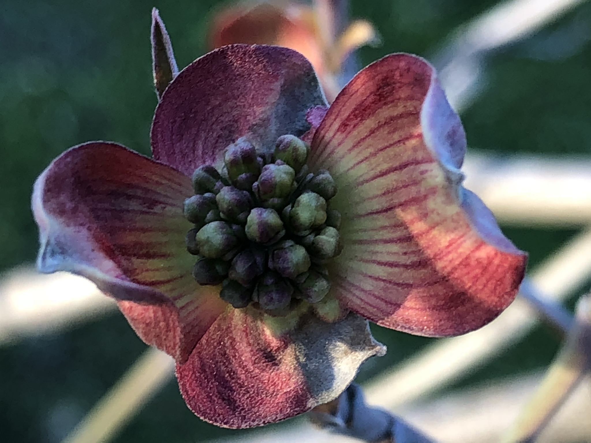 Dogwood — juvenile bloom stage