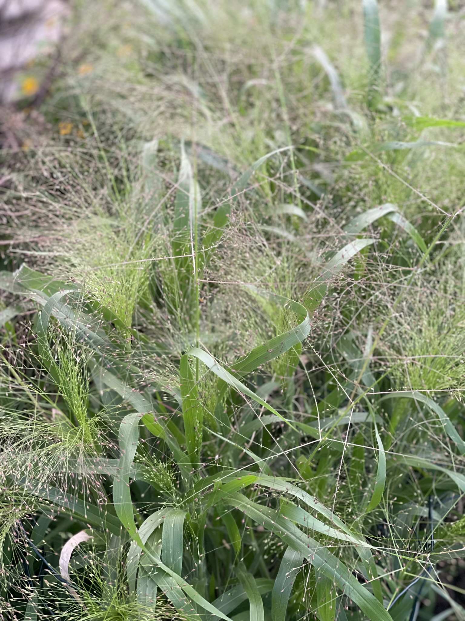 Frosted explosion grass — seed heads