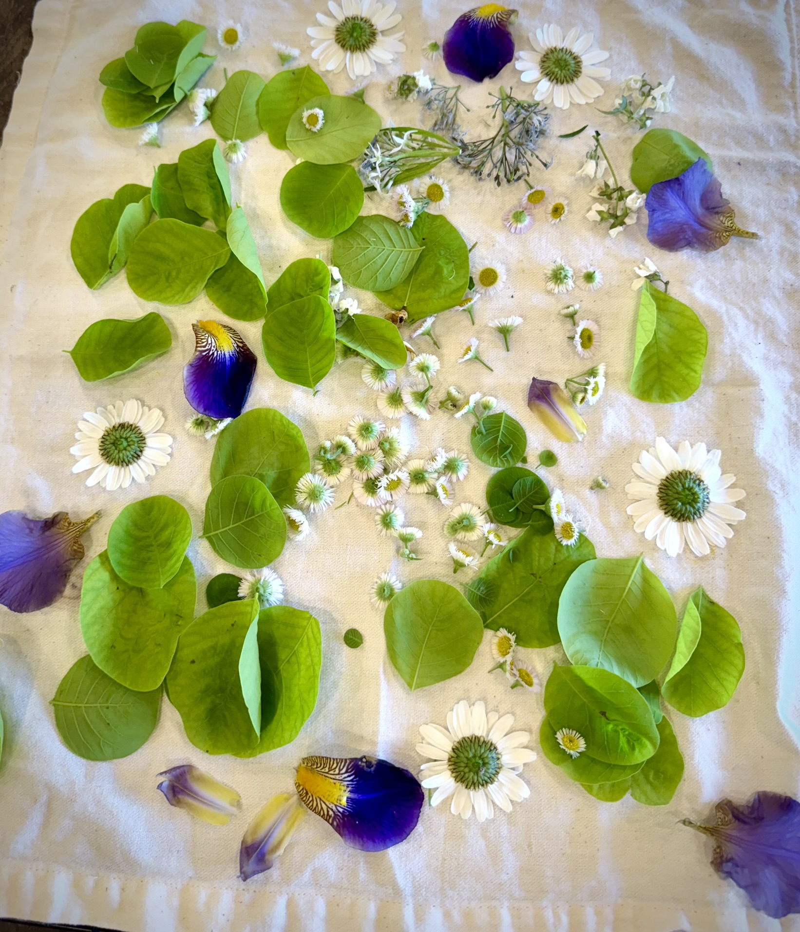 Green chartreuse foliage
