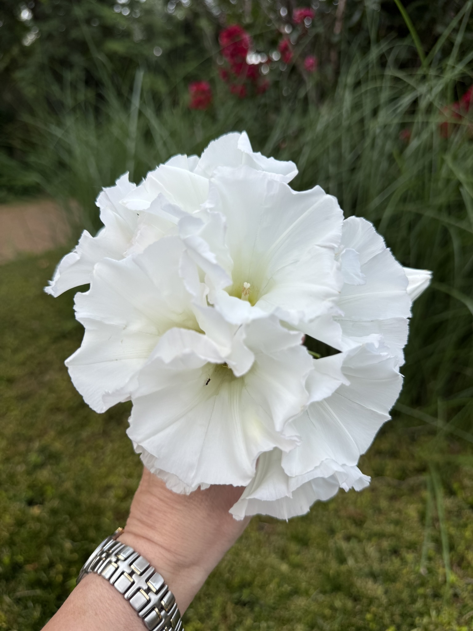 Hedge bindweed in bloom — white trumpets