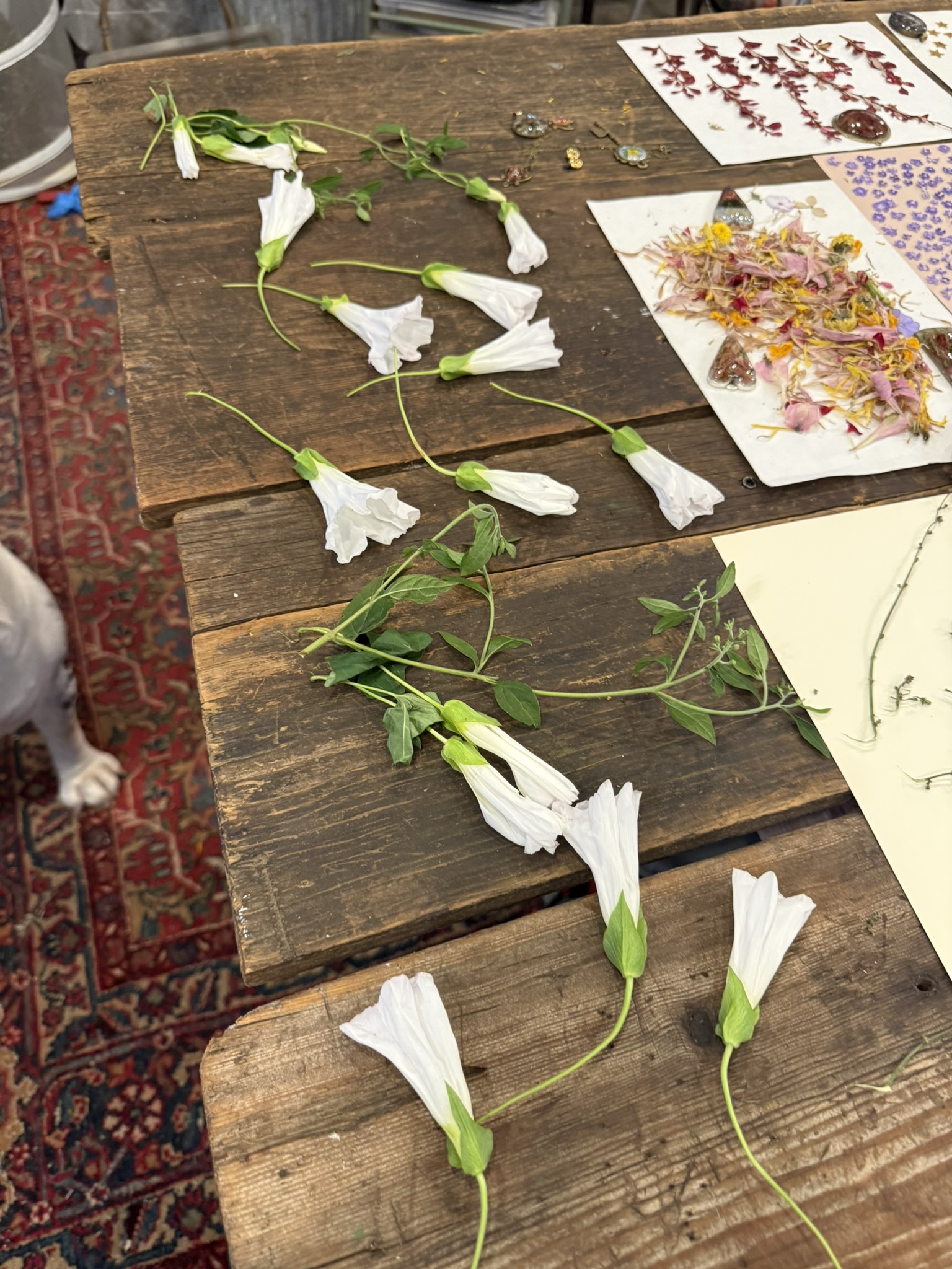 Hedge bindweed — climbing vine