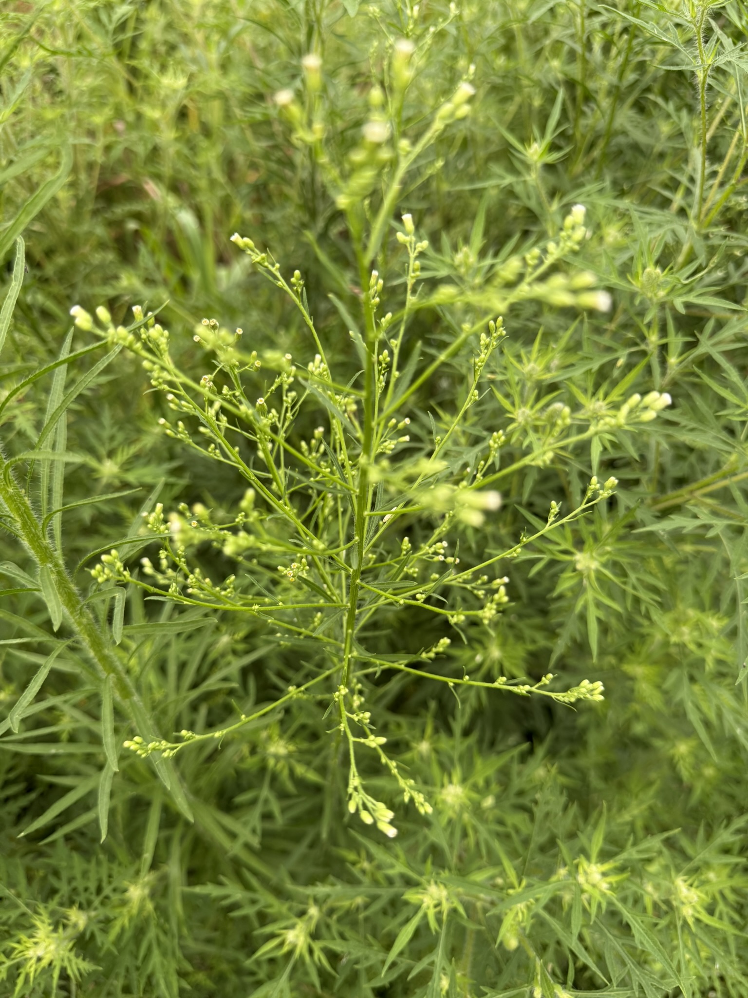 Horseweed — lacy branching structure with tiny lavender buds
