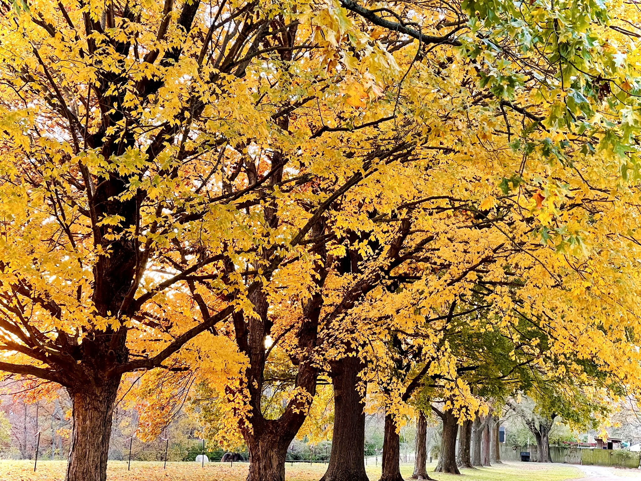 Maple leaf — autumn gold