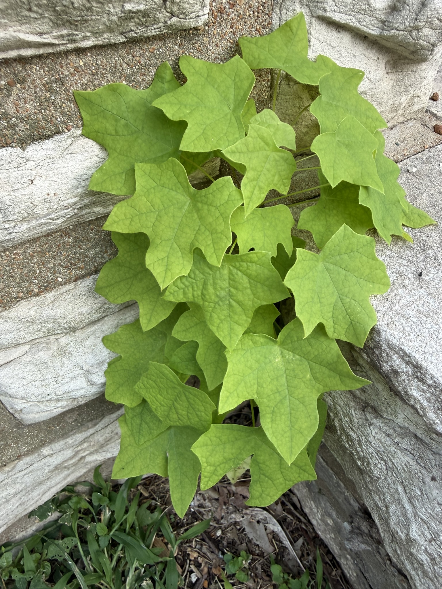 Moonseed vine