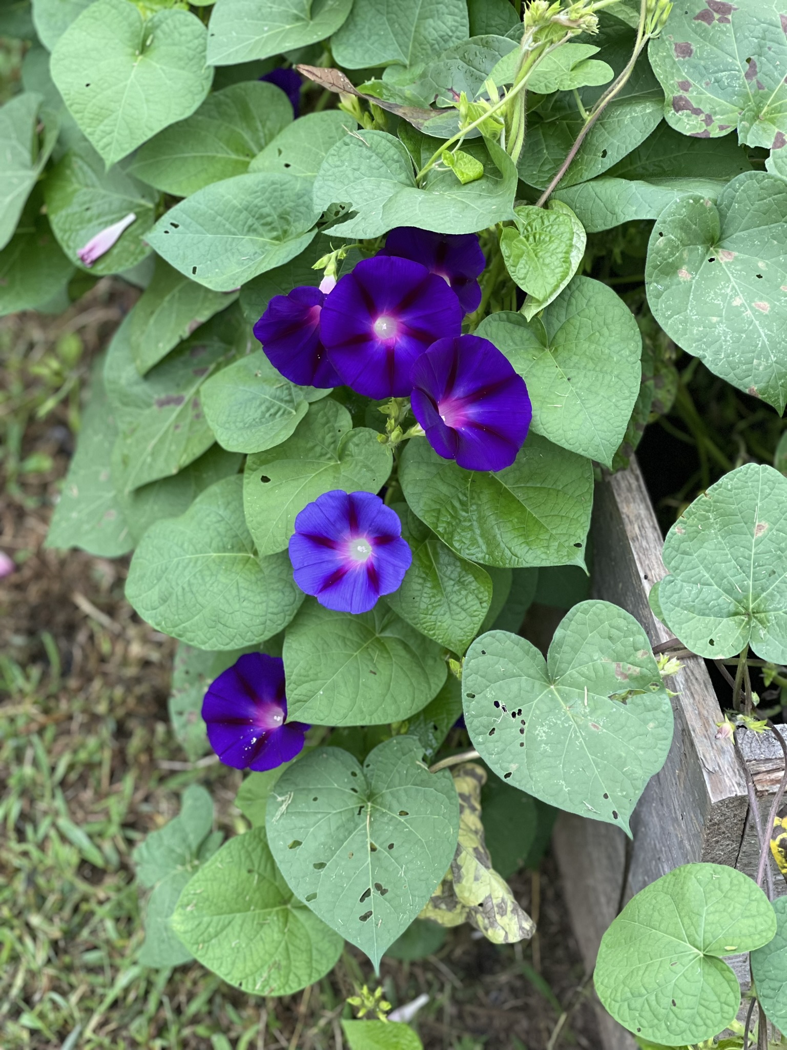 Morning glory — invasive and beautiful