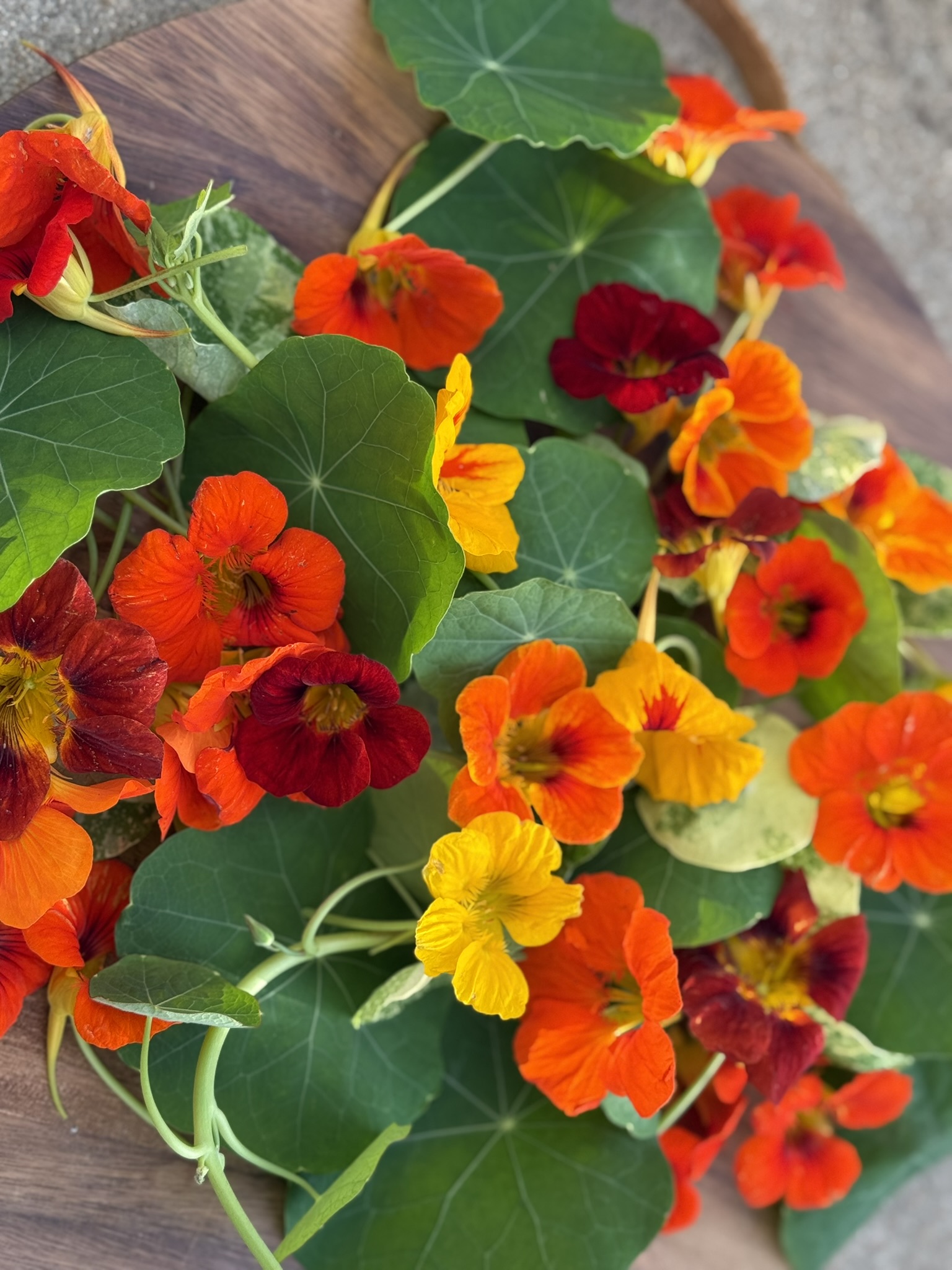 Nasturtium