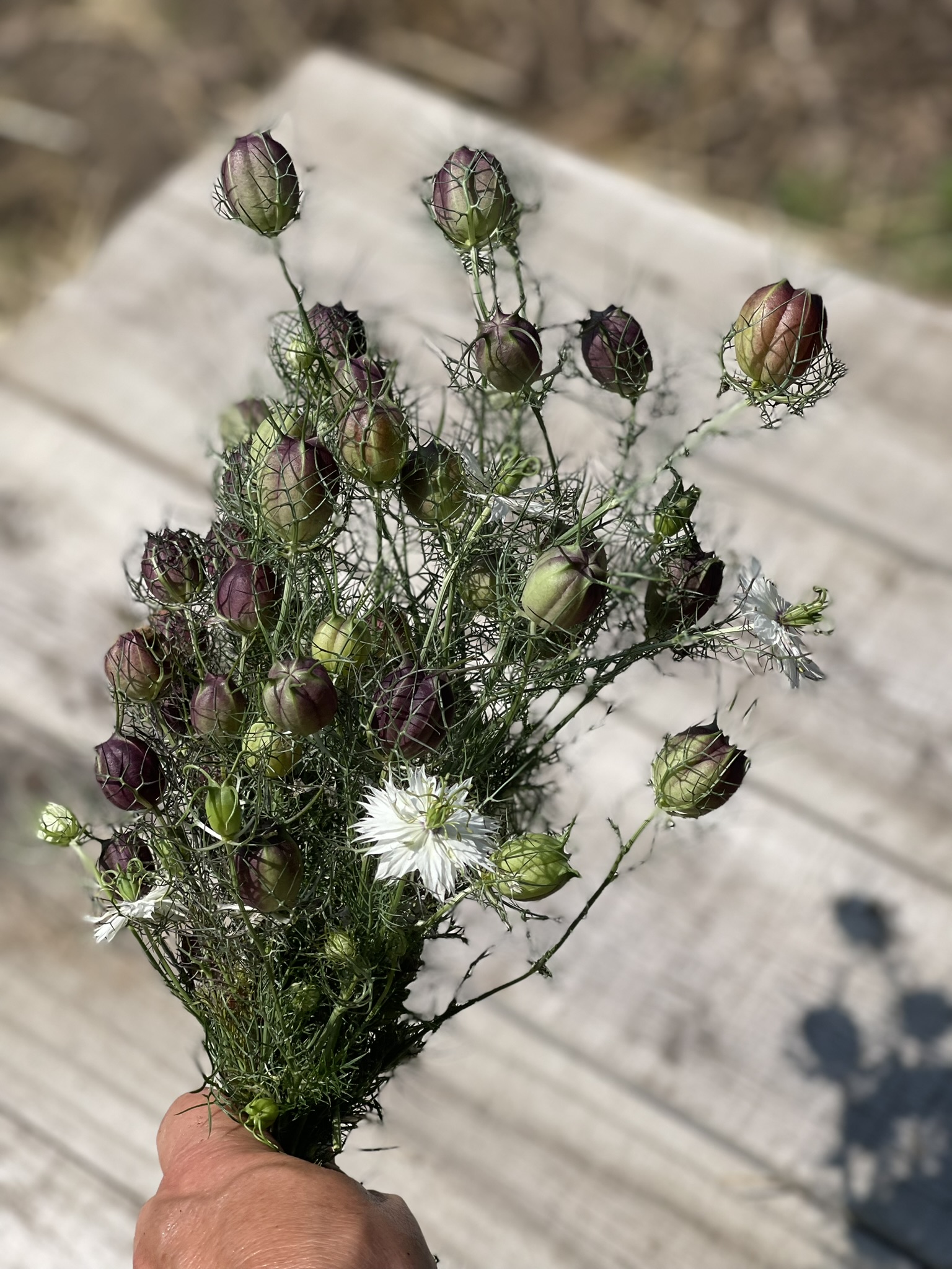 Nigella — feathery foliage