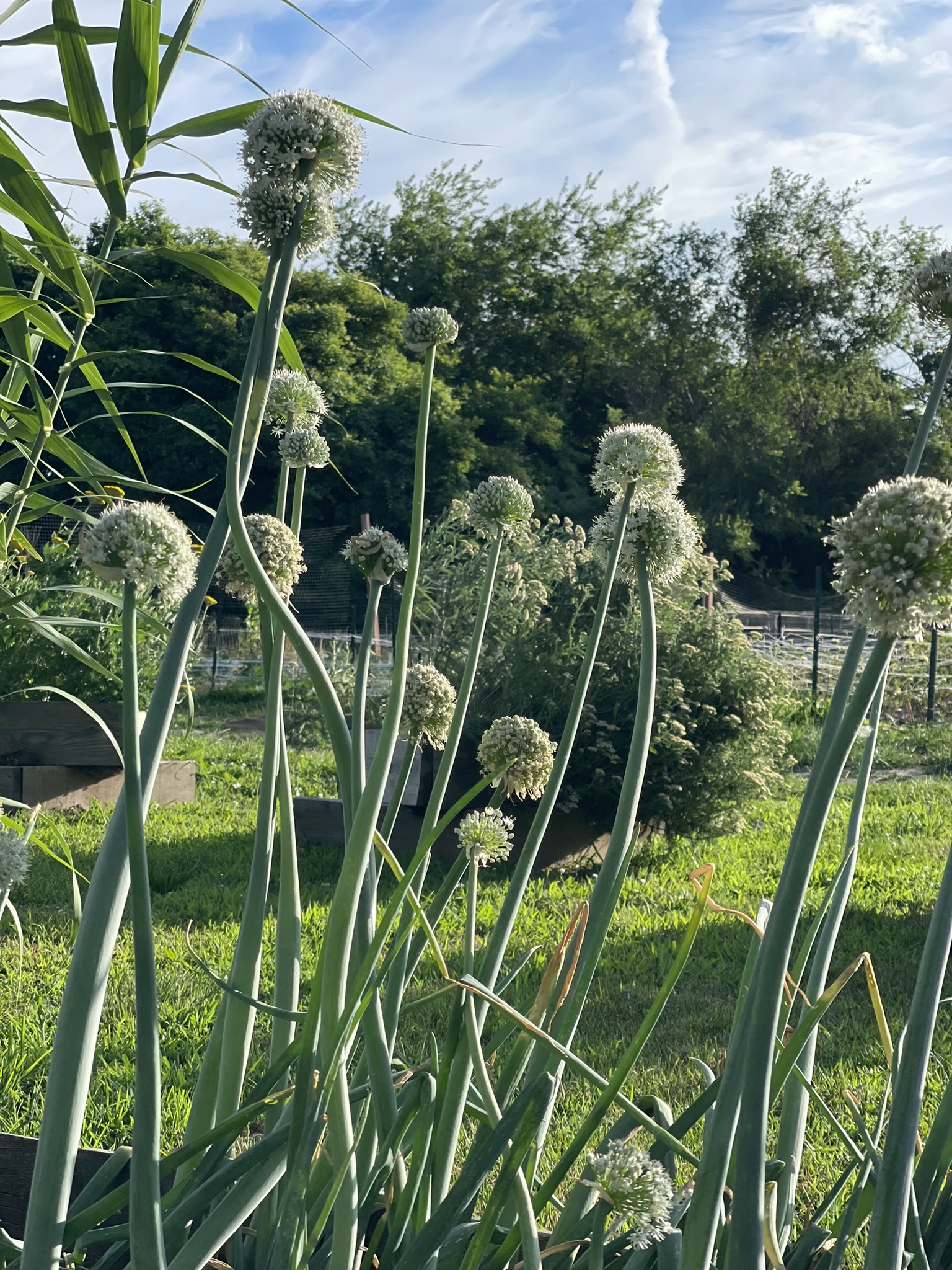 Wild onion bloom clusters — architectural and iridescent