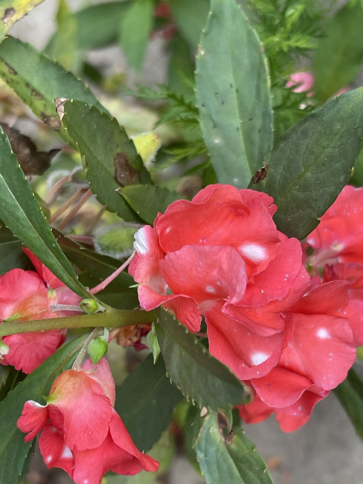 Peppermint stick balsam bud