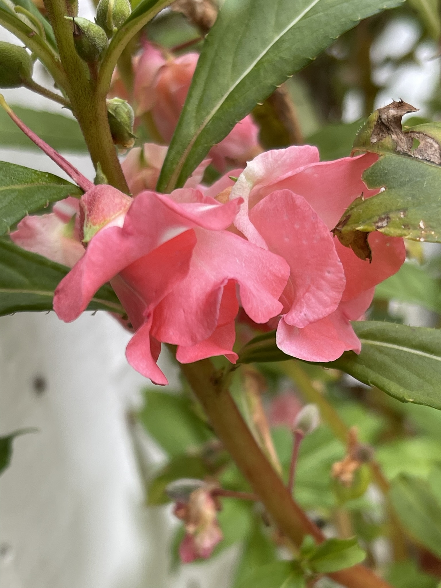 Pink balsam bloom