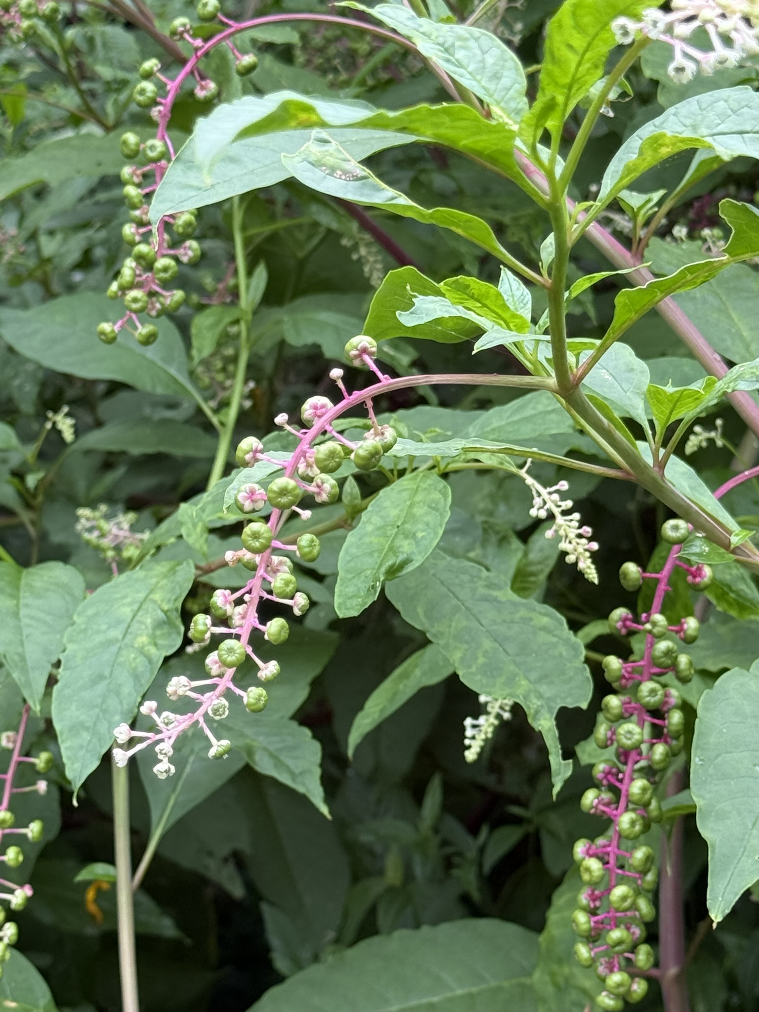 Pokeweed — green berry clusters on magenta stems