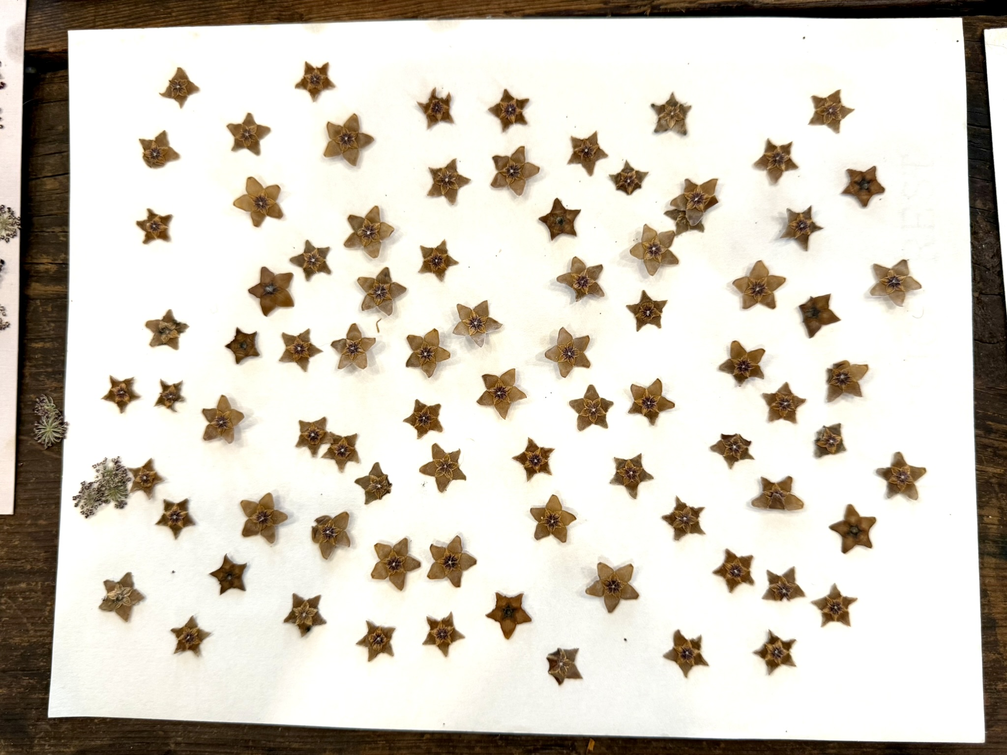 Pressed wax plant — star formations