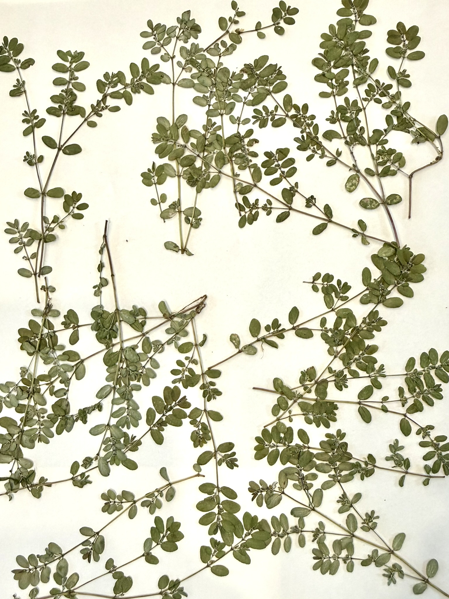 Prostrate spurge — arrived here as if from a Wardian case