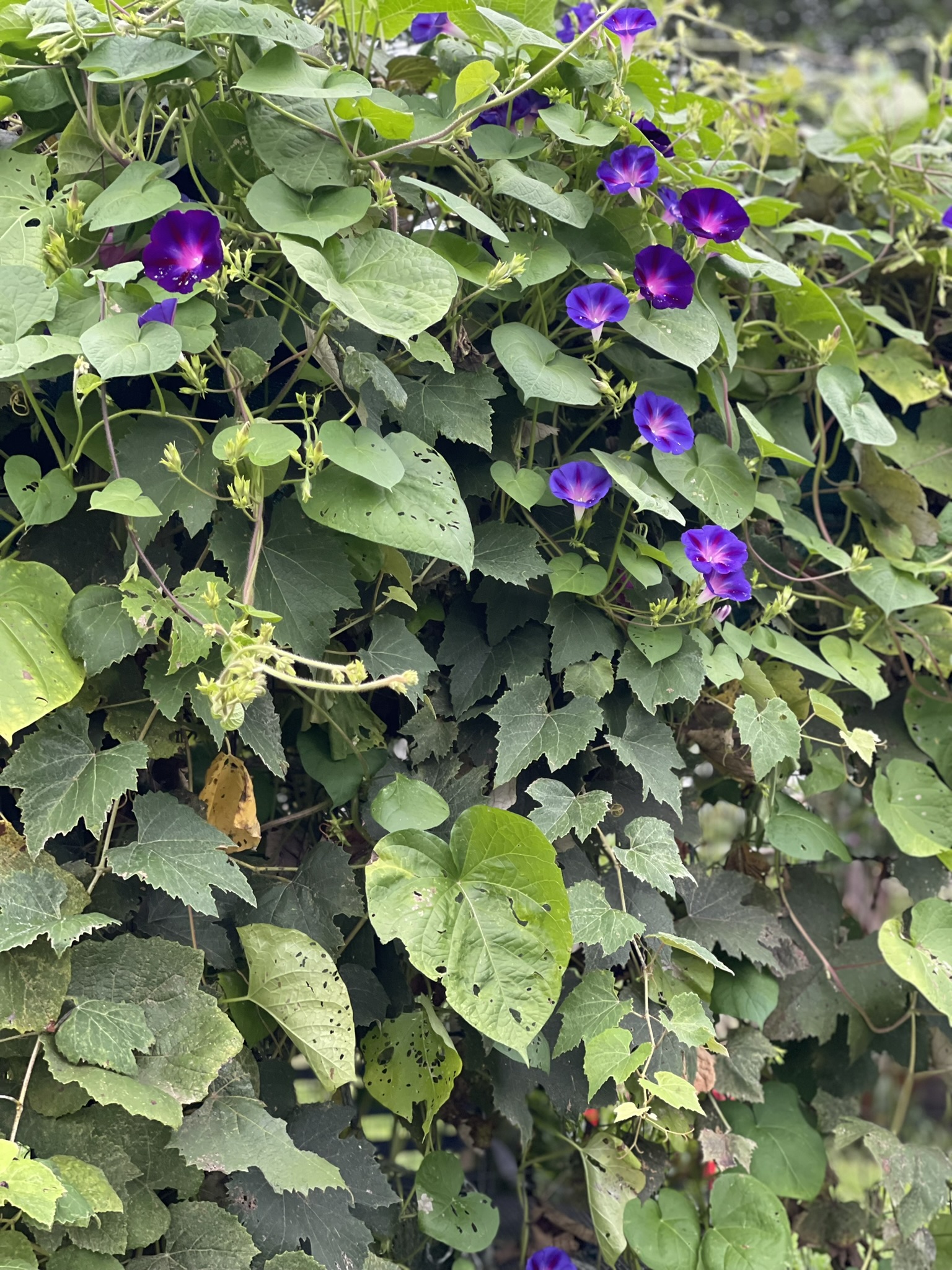 Purple morning glory in bloom