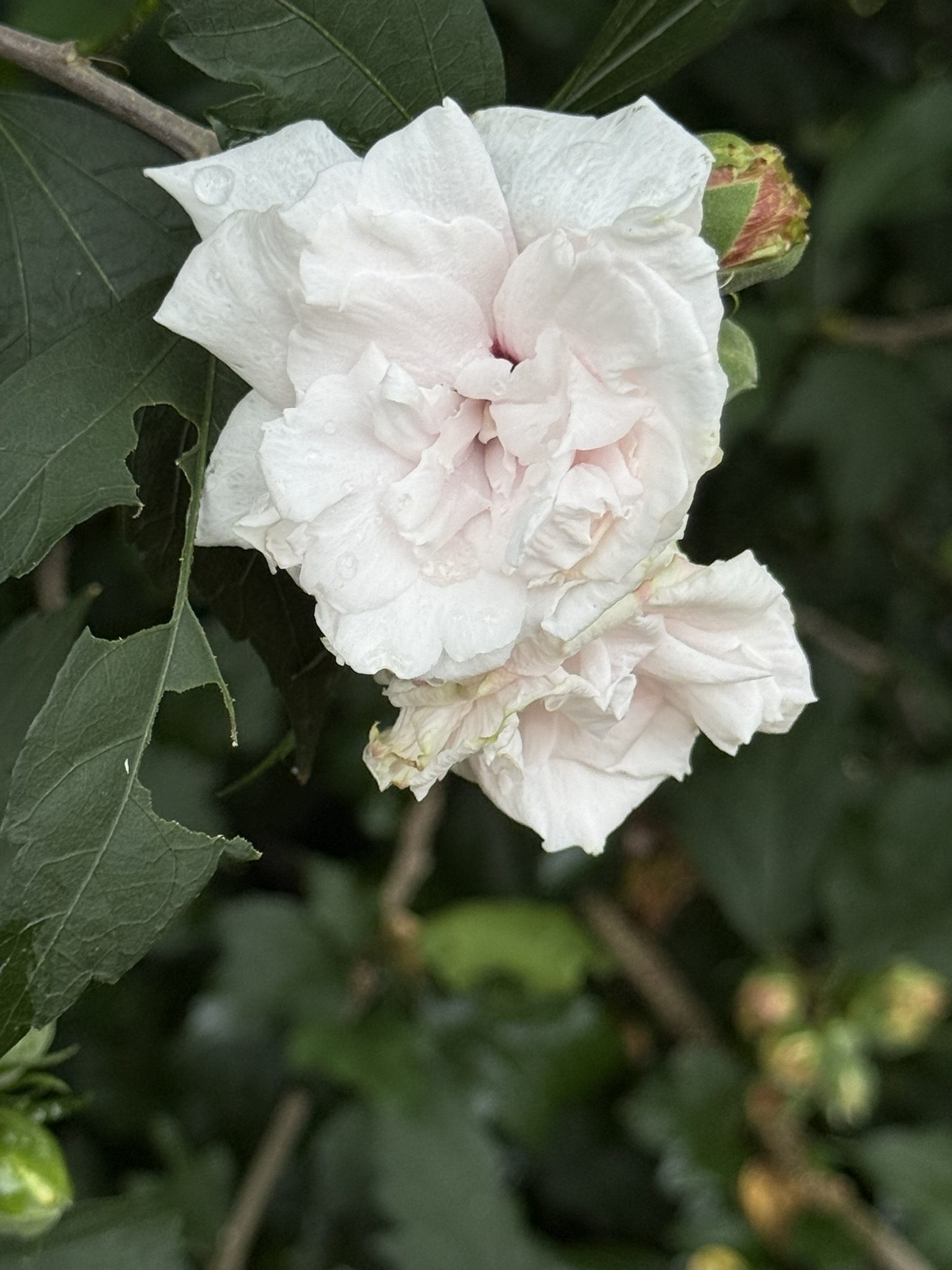 Rose of Sharon bloom