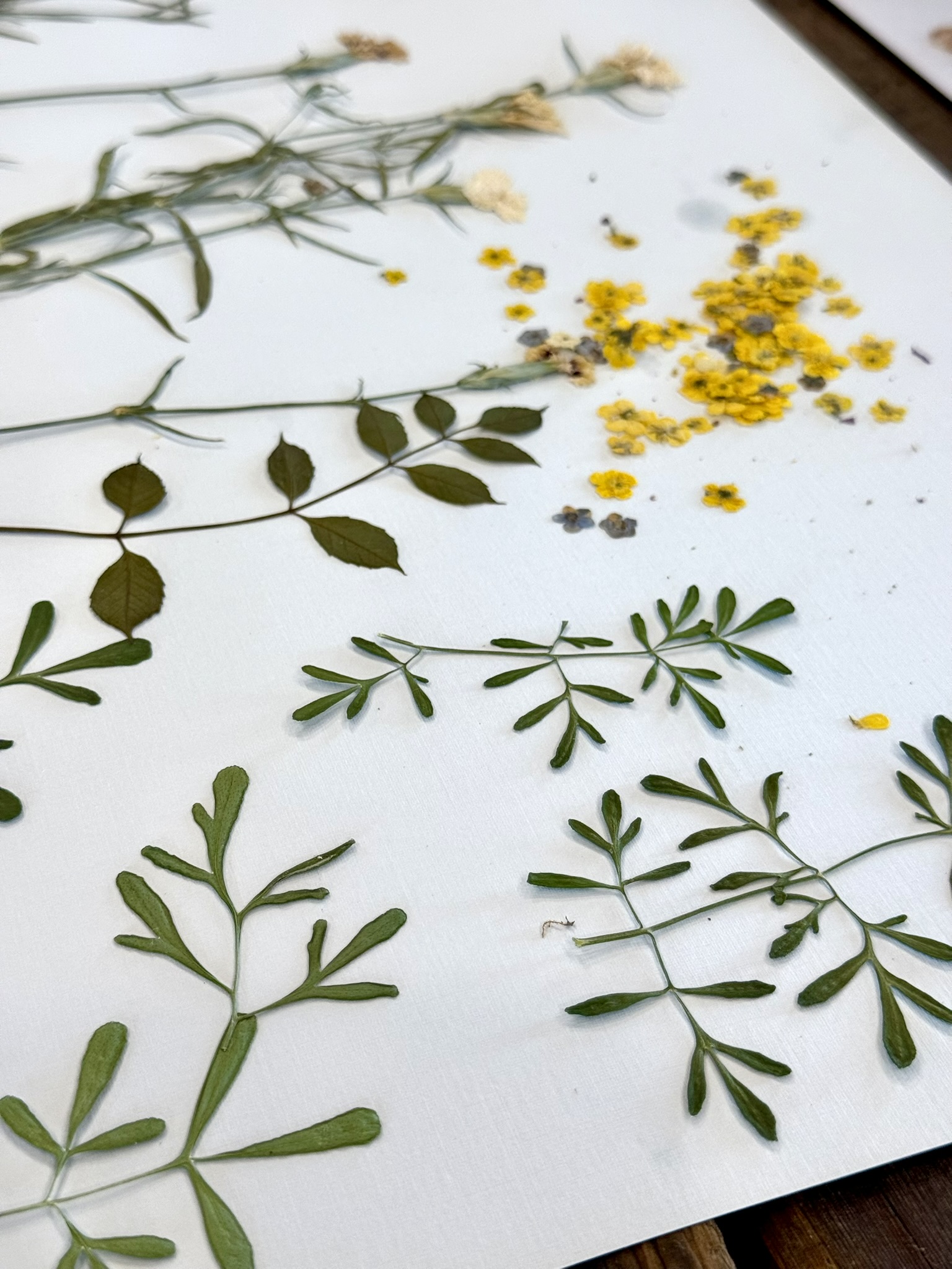 Rue — blue-green architectural foliage