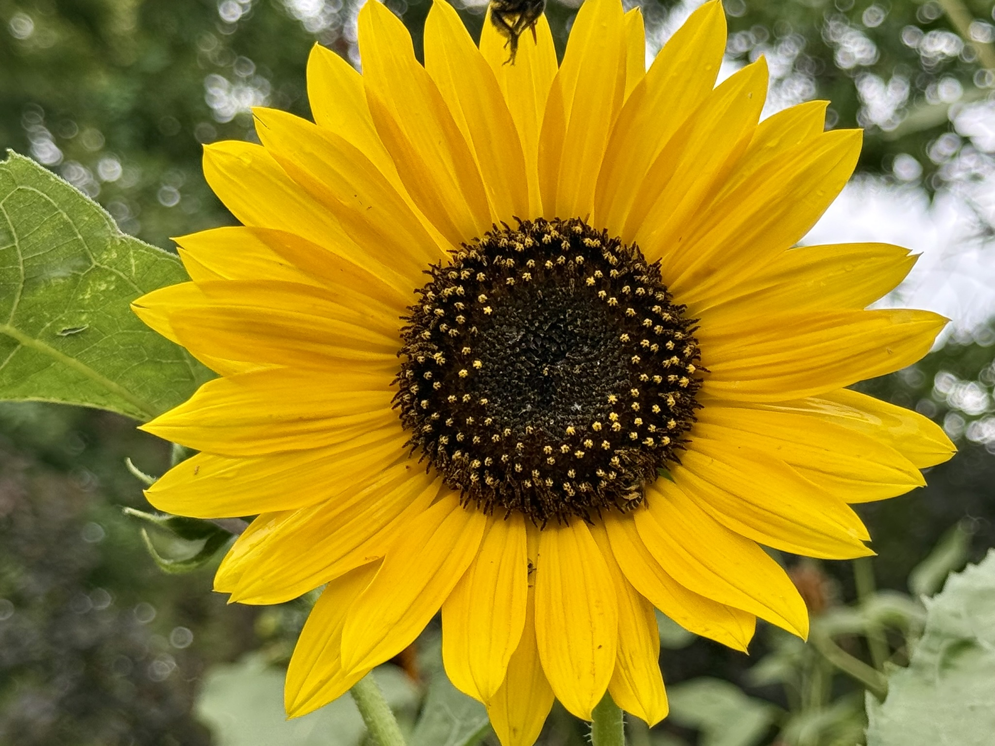 Sunflower