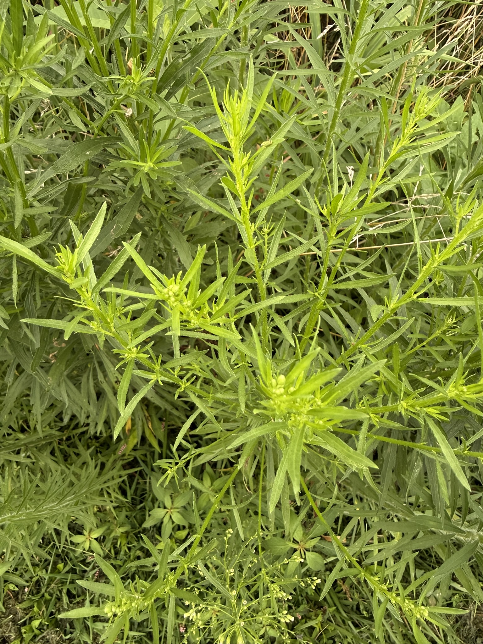 Tall goldenrod in bloom