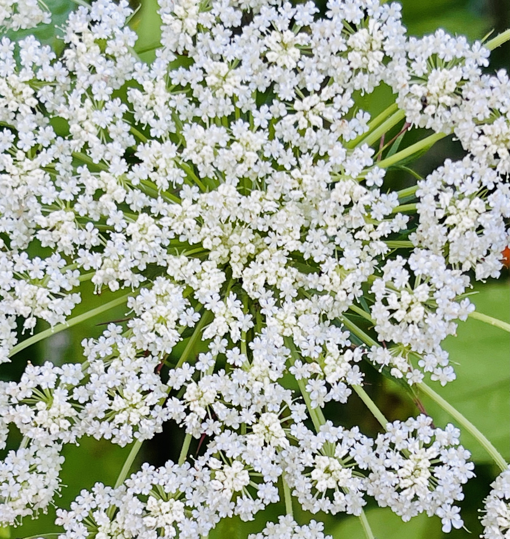 Valerian — tiny clustered blooms