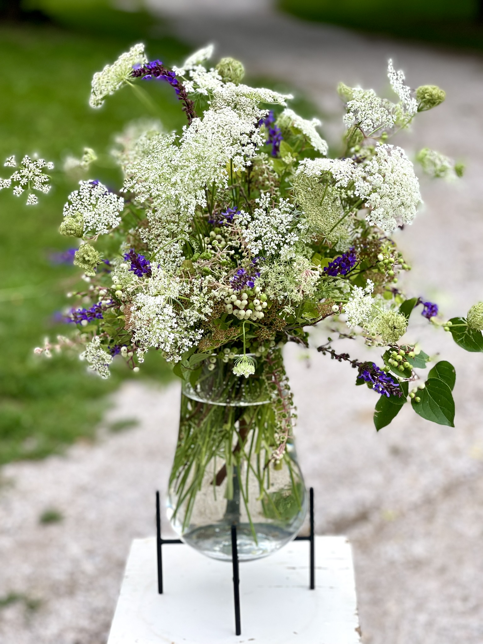 Wild carrot — Queen Anne's Lace