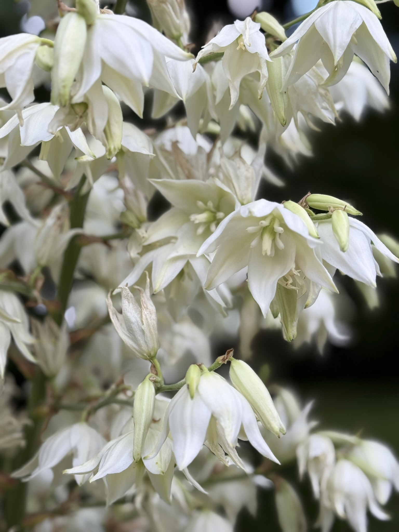 Yucca in bloom