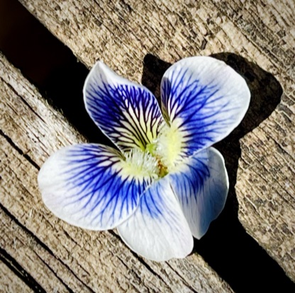 A single bicolor violet on weathered wood — white petals with deep blue-violet veins radiating from a pale green center, precise and electric