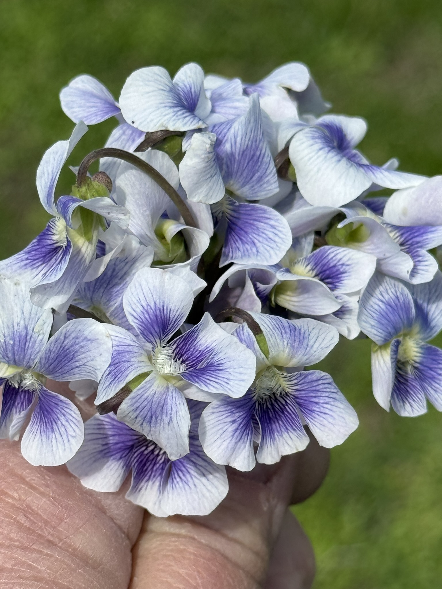 A handful of bicolor violets just picked — white and violet, held against a green garden background, the whole bouquet facing the camera