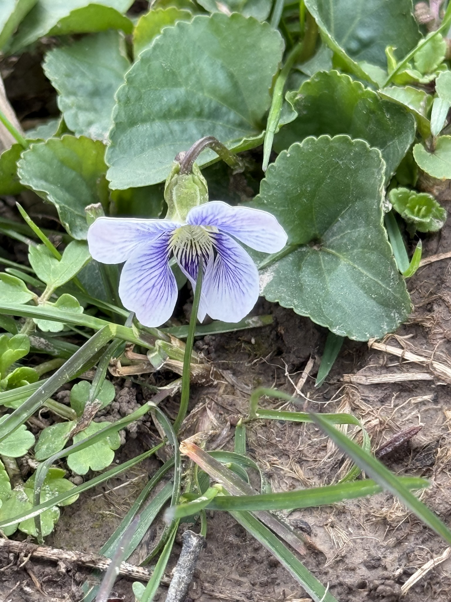 A single violet still growing in the ground — its bicolor bloom facing up, surrounded by the heart-shaped leaves of the colony, earth and dry grass around it