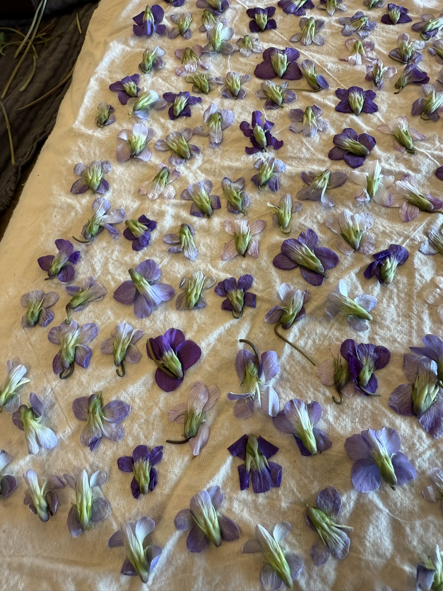 Hundreds of violets laid out on pale linen — deep indigo, soft lavender, bicolor white and purple, some still in bud — the full range of one season's harvest