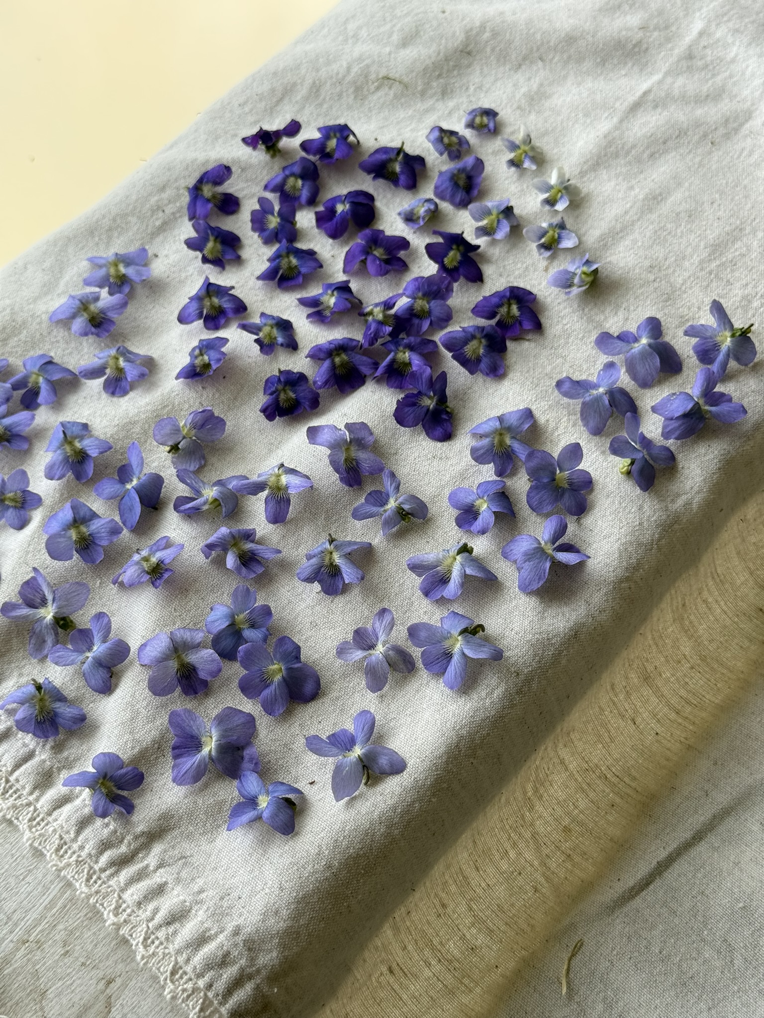 Two varieties of violet sorted on white linen — deep purple-blue on one side, soft lavender on the other, the distinction between them clear when laid side by side