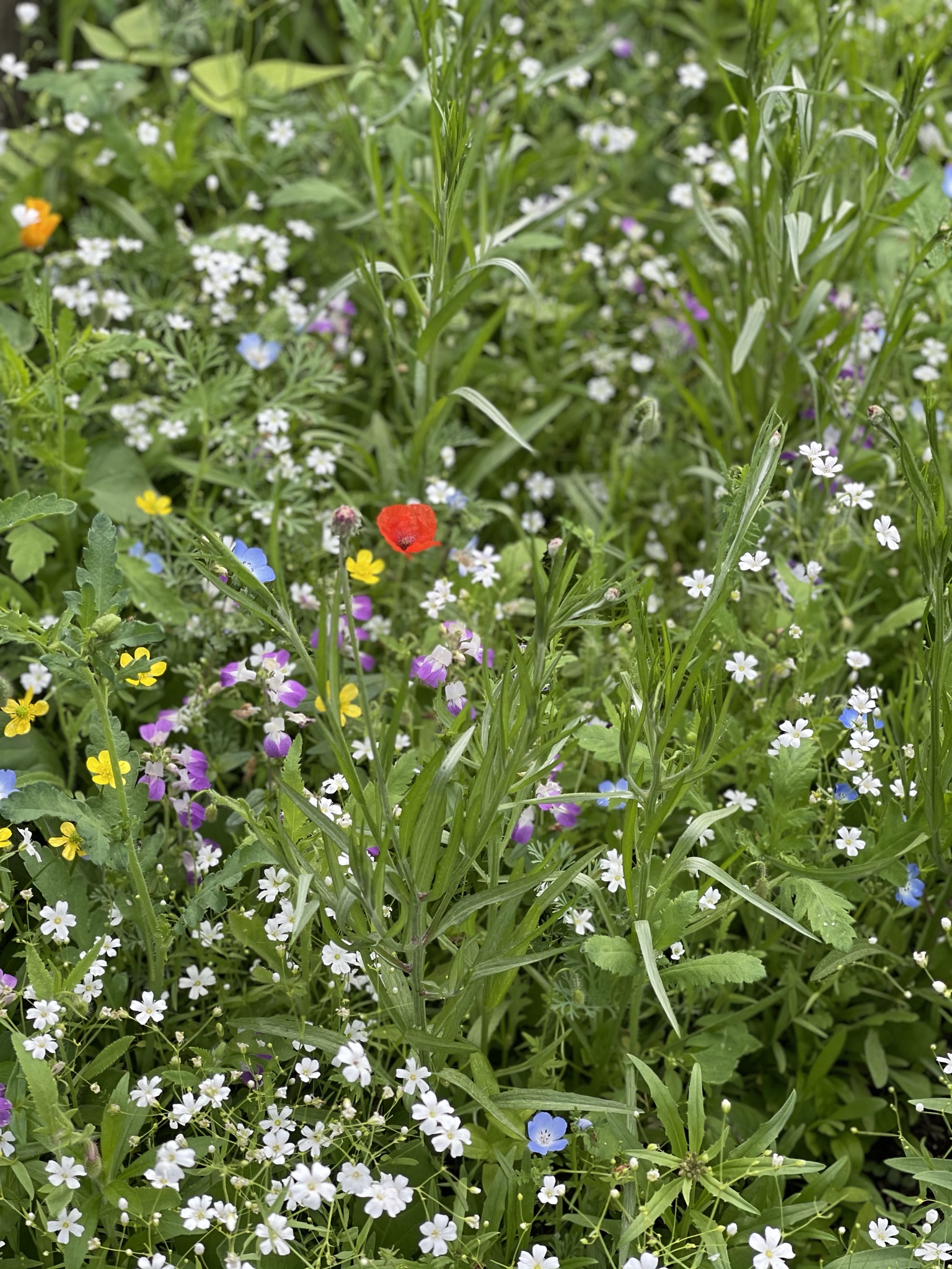 A single red poppy rising from a wild meadow of purple, white, and yellow flowers