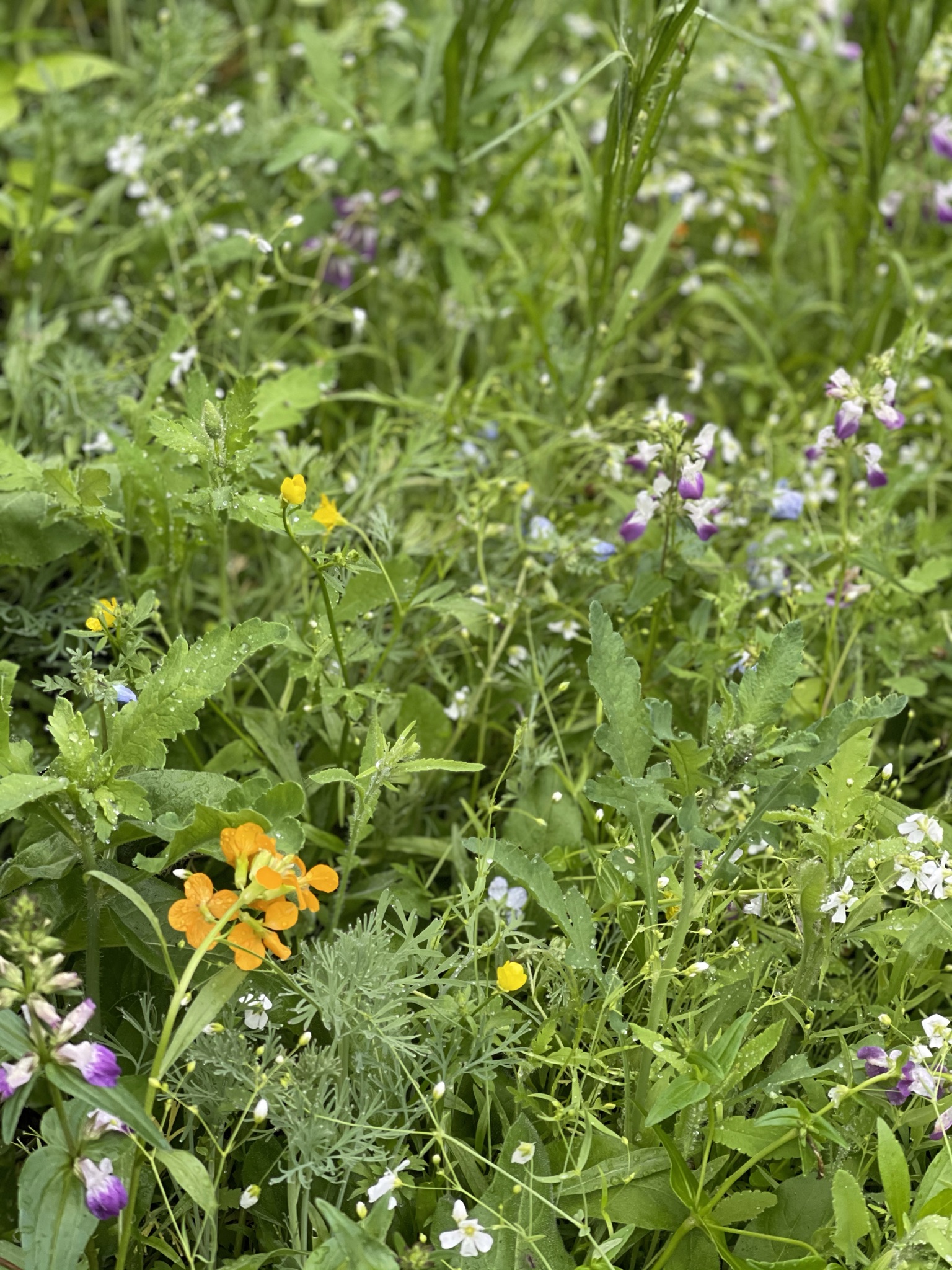 A wildflower meadow after rain — orange, purple, white, yellow tangled together