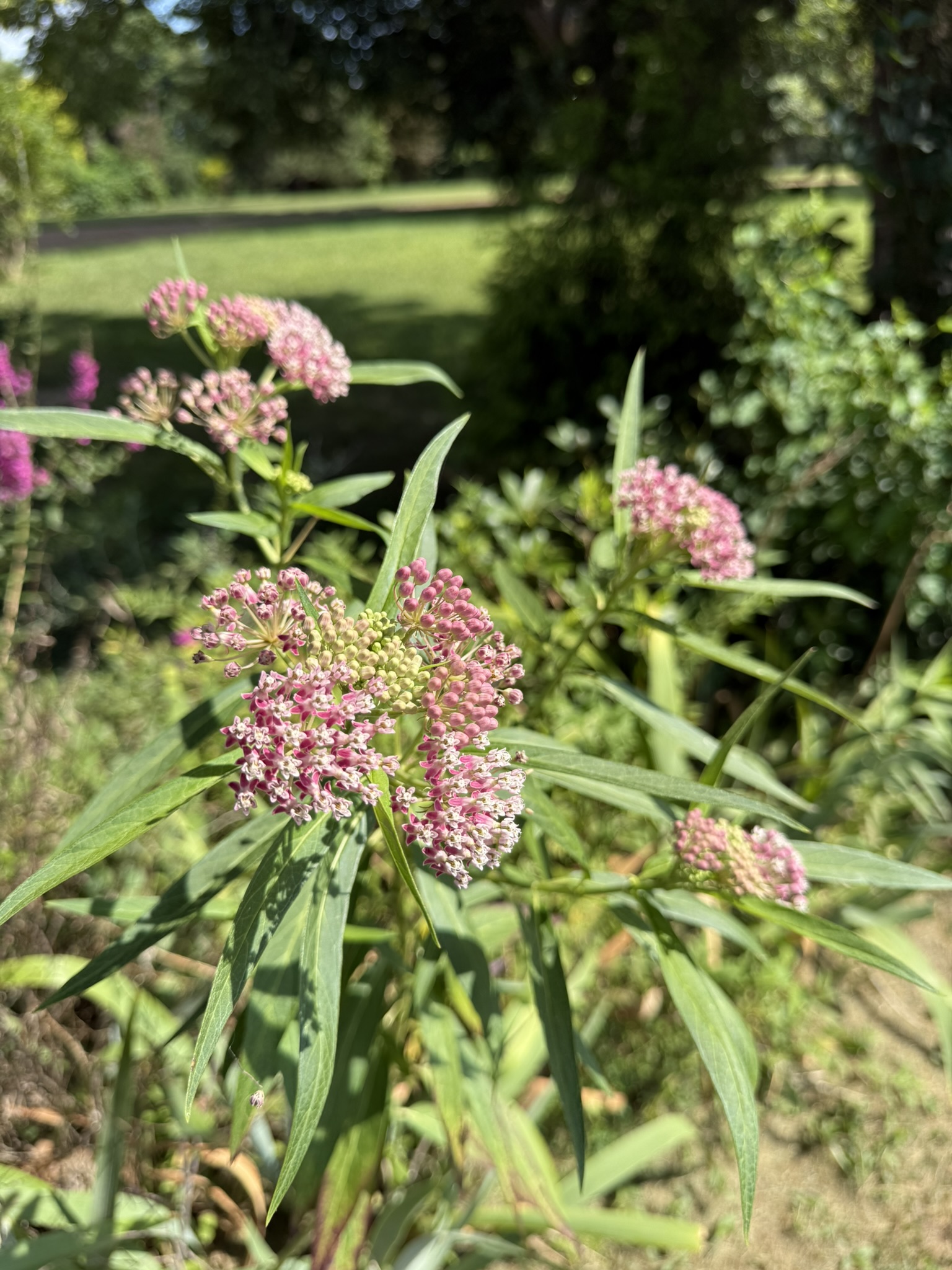 Swamp milkweed in bloom — pink clusters in summer light, the monarch's only nursery