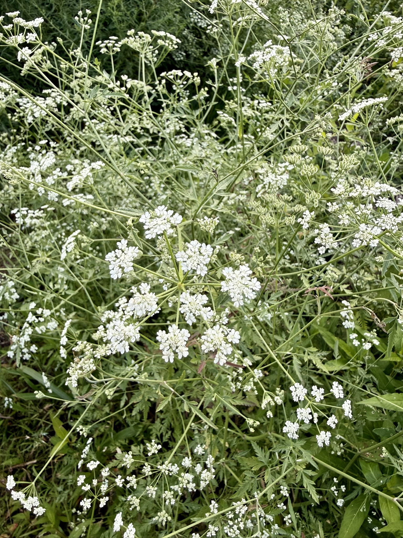 Queen Anne's lace in bloom — white lacework umbels, the wild carrot's flower
